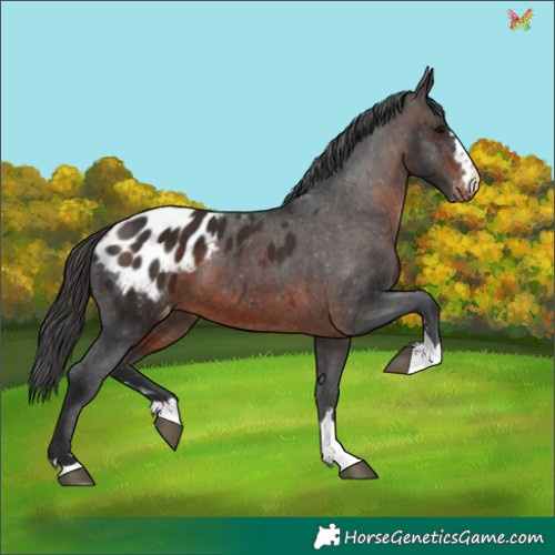 Horse Color:Brown Appaloosa 