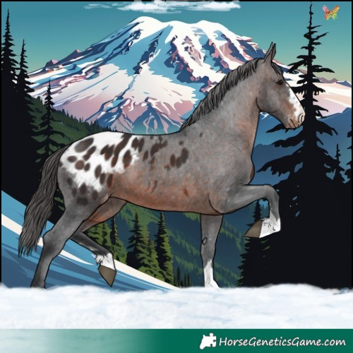 Horse Color:Brown Appaloosa 