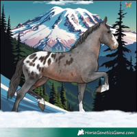 Horse Color:Brown Appaloosa