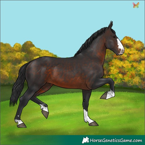 Horse Color:Brown