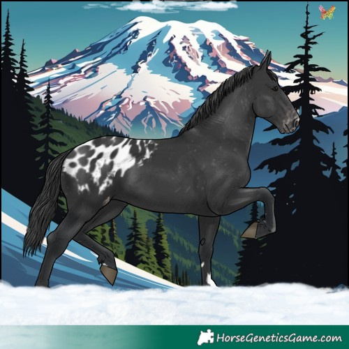 Horse Color:Black Appaloosa 