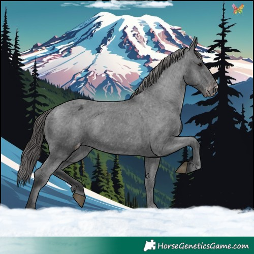 Horse Color:Black Appaloosa 