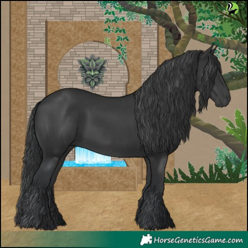 Horse Color:Black 