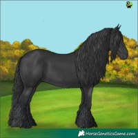 Horse Color:Black 