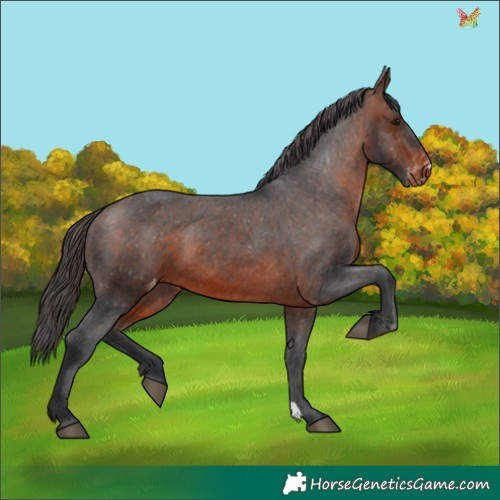 Horse Color:Brown Appaloosa 