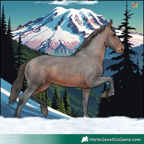 Horse Color:Brown Appaloosa 