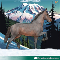 Horse Color:Brown Appaloosa 