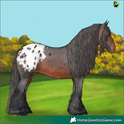 Horse Color:Brown Appaloosa 