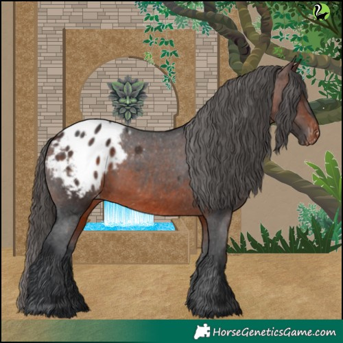 Horse Color:Brown Appaloosa 