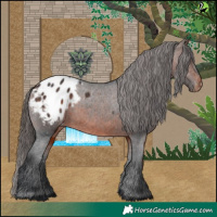 Horse Color:Brown Appaloosa