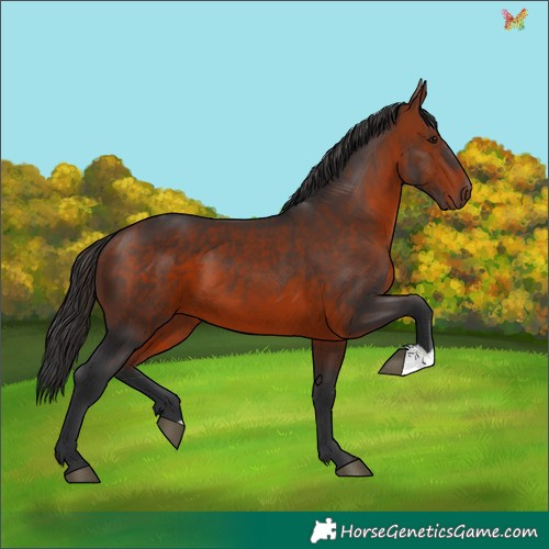 Horse Color:Brown 