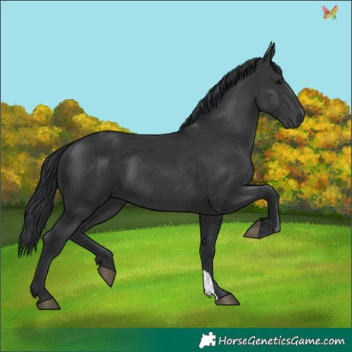 Horse Color:Black 