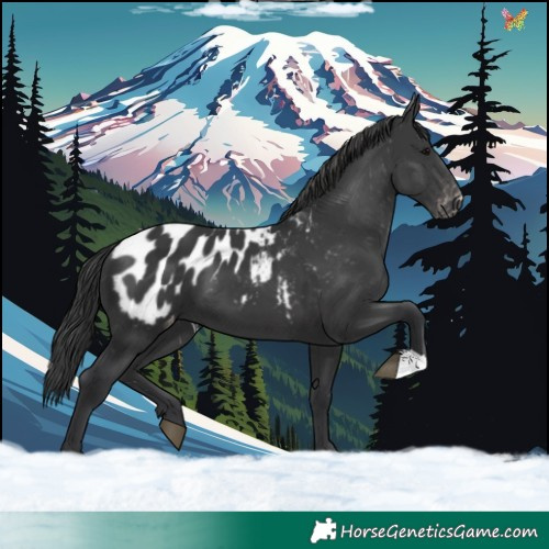 Horse Color:Black Appaloosa 