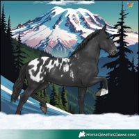 Horse Color:Black Appaloosa