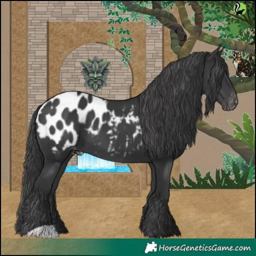 Horse Color:Black Appaloosa 