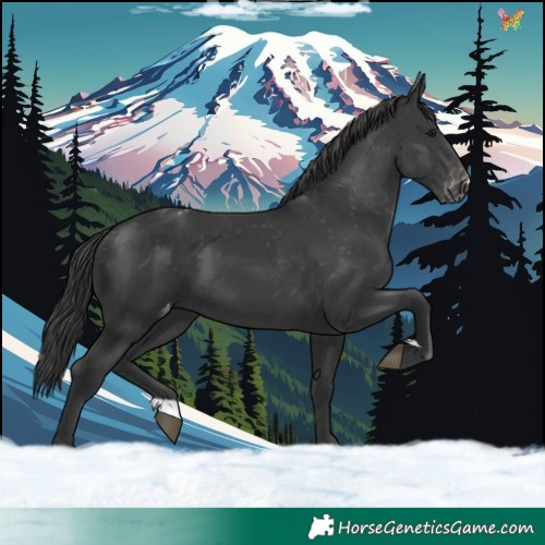 Horse Color:Black Appaloosa 
