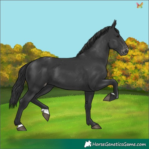 Horse Color:Black Appaloosa