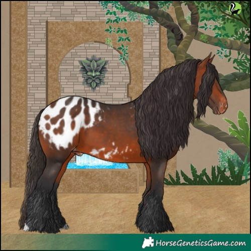 Horse Color:Bay Appaloosa 