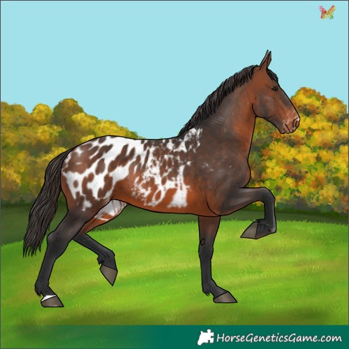Horse Color:Brown Appaloosa