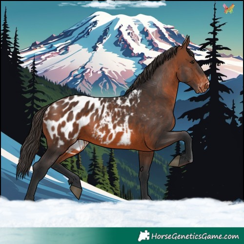 Horse Color:Brown Appaloosa 