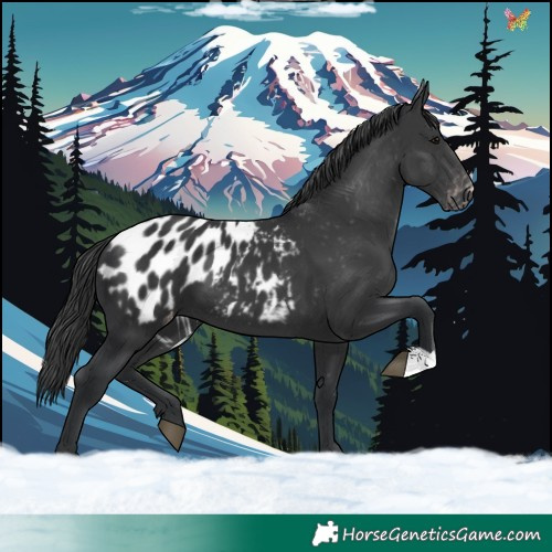 Horse Color:Black Appaloosa 