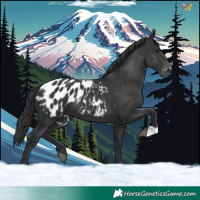 Horse Color:Black Appaloosa
