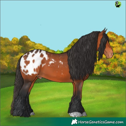 Horse Color:Brown Appaloosa 
