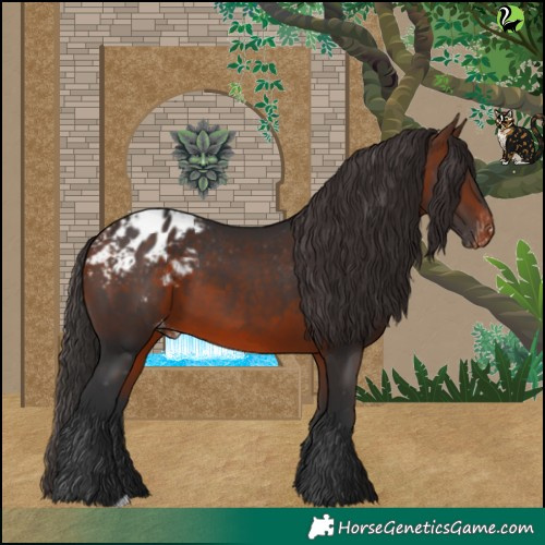 Horse Color:Bay Blanket 