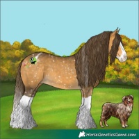 Horse Color:Buckskin Splash Blanket