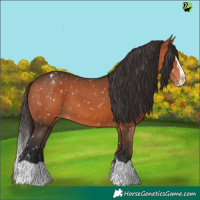Horse Color:Bay Splash Appaloosa
