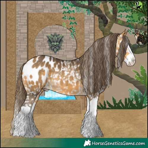 Horse Color:Buckskin Splash Appaloosa 