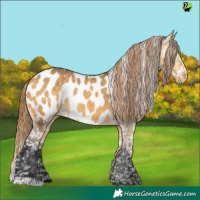 Horse Color:Buckskin Dun Appaloosa