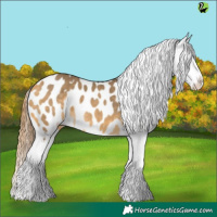 Horse Color:Buckskin Dun Appaloosa 