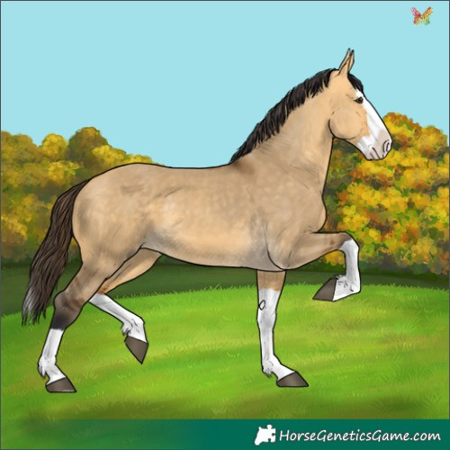 Horse Color:Buckskin Dun Splash 