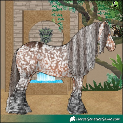 Horse Color:Bay Appaloosa 