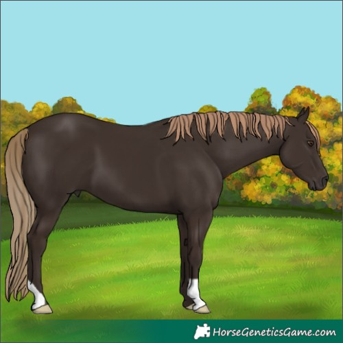 Horse Color:Liver Chestnut 