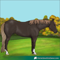 Horse Color:Liver Chestnut