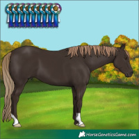 Horse Color:Liver Chestnut 