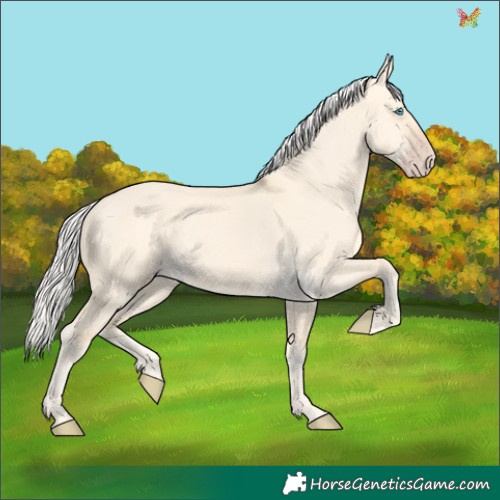Horse Color:Silver Amber Cream Champagne Dun 