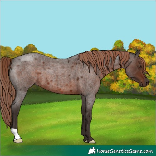 Horse Color:Liver Red Roan 
