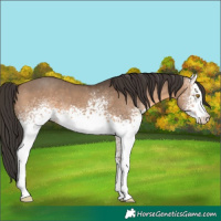 Horse Color:White Spotted Brown Dun 