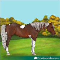 Horse Color:Silver Brown Tobiano Rabicano 