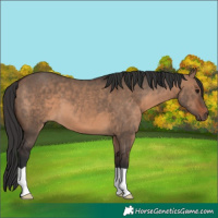 Horse Color:Brown Dun 