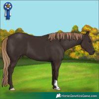 Horse Color:Liver Chestnut 