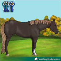 Horse Color:Liver Chestnut 