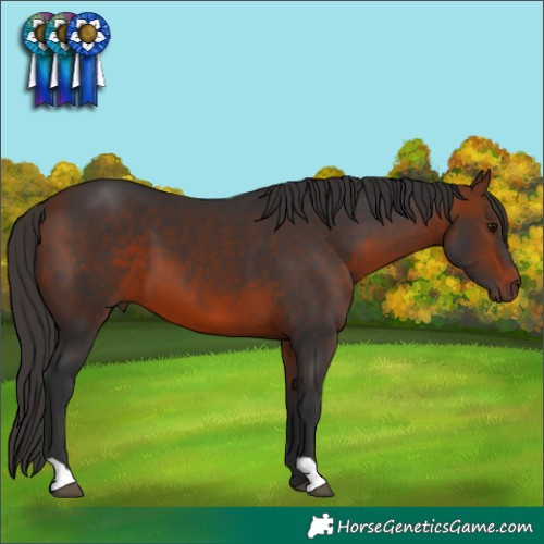 Horse Color:Bay 