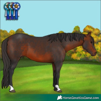 Horse Color:Bay 