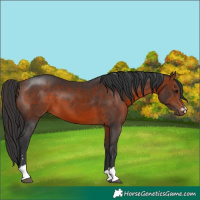 Horse Color:Bay 