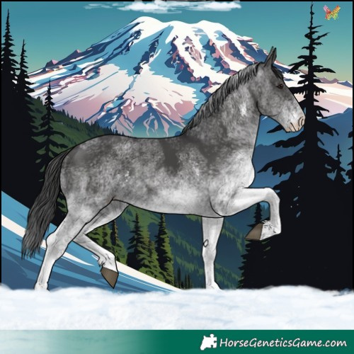 Horse Color:White Spotted Black 
