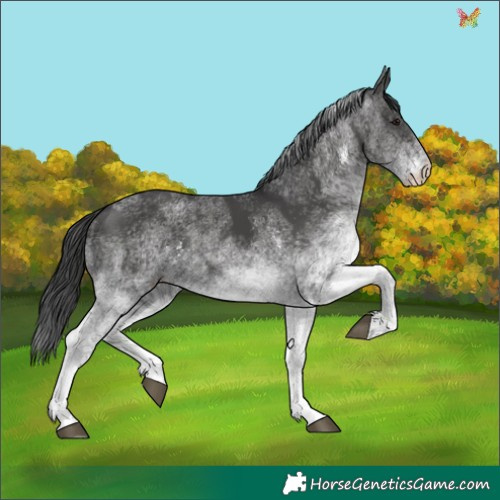 Horse Color:White Spotted Black 